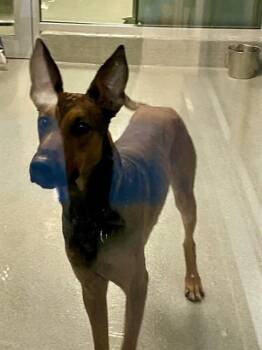 BEN -  Doberman Pinscher and Belgian Shepherd Malinois Dog for Adoption in Doral, Florida - BEN | PetCurious