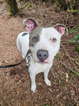 Carly -  Pit Bull Terrier Dog for Adoption in Crescent City, California - Carly | PetCurious