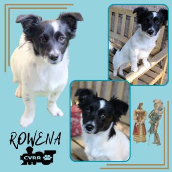 Rescue Spaniel and Papillon Dogs for Adoption in Lindsay, California - Rowena (Puppy) | PetCurious