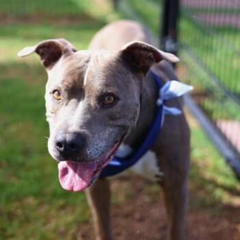 RIGSBY -  American Staffordshire Terrier Dog for Adoption in San Antonio, Texas - RIGSBY | PetCurious
