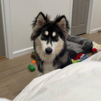 Pongo -  Husky and Pomeranian Dog for Adoption in Atlanta, Georgia - Pongo | PetCurious