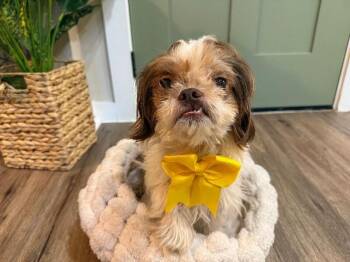 Layla Mable Tippy Toes Bonita -  Shih Tzu and Pekingese Dog for Adoption in Friendswood, Texas - Layla Mable Tippy Toes Bonita | PetCurious