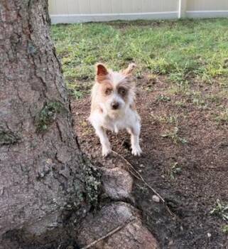 Doobie -  Terrier Dog for Adoption in Bellaire, Michigan - Doobie | PetCurious