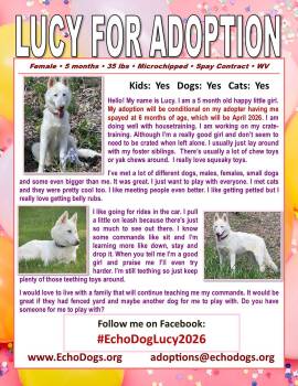 White German Shepherd Dogs Available for Adoption in Londonderry, New Hampshire - Lucy | PetCurious