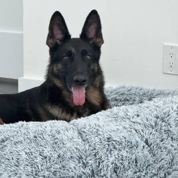 Rescue German Shepherd Dog Dogs for Adoption in Palm City, Florida - HARLEY | PetCurious