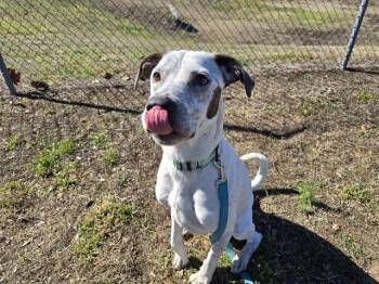 Australian Cattle Dog Blue Heeler and Mixed Breed Dogs Available for Adoption - APPA | PetCurious