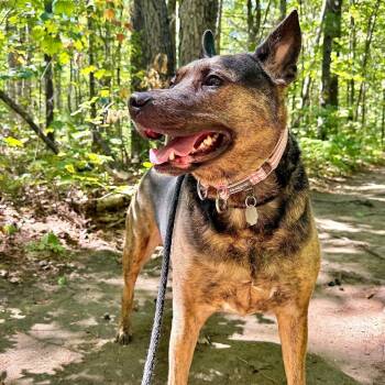 Georgia Mae -  Mixed Breed Dog for Adoption in Kennebunk, Maine - Georgia Mae | PetCurious