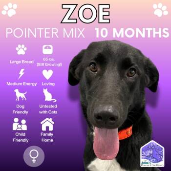 Rescue Pointer and Black Labrador Retriever Dogs for Adoption in Aurora, Ontario - Zoe | PetCurious