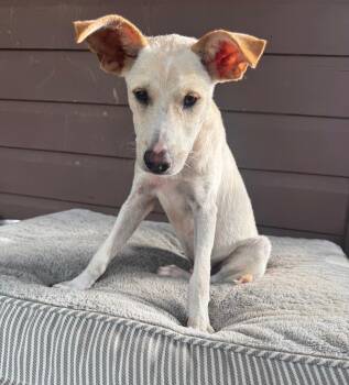 Charlie - The Big-Eared Sweetie Pie -  Carolina Dog and Whippet Dog for Adoption in Carolina, Carolina - Charlie - The Big-Eared Sweetie Pie | PetCurious