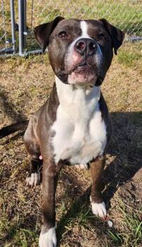 Rescue Pit Bull Terrier Dogs for Adoption in Brunswick, Georgia - BERKLEY | PetCurious