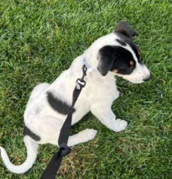 Rescue Australian Shepherd and Mixed Breed Dogs for Adoption in Tracy, California - A046073 | PetCurious