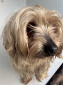Yorkshire Terrier and Mixed Breed Dogs Available for Adoption - A651105 | PetCurious