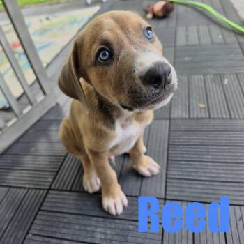 Reed -  Terrier and Border Collie Dog for Adoption in Ellicott City, Maryland - Reed | PetCurious