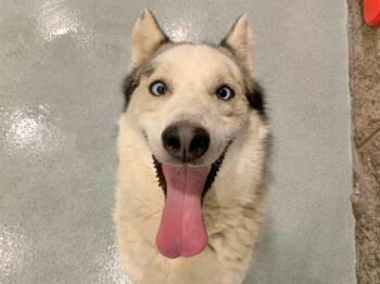 SAVE ME PLEASE Bruno - IDA552114 -  Siberian Husky Dog for Adoption in San Marcos, California - SAVE ME PLEASE Bruno - IDA552114 | PetCurious
