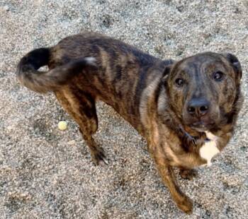 Ozzy -  Mixed Breed Dog for Adoption in Brooks, Maine - Ozzy | PetCurious