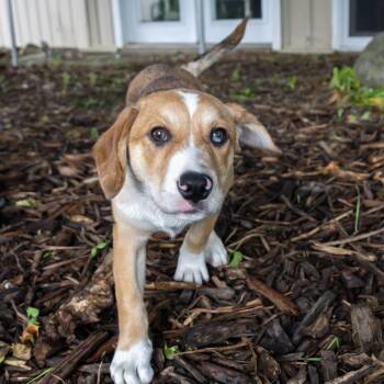 Lulu -  Retriever and Mixed Breed Dog for Adoption in Mckean, Pennsylvania - Lulu | PetCurious