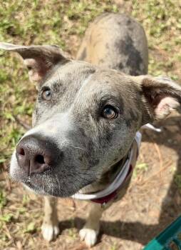 Posh -  American Staffordshire Terrier Dog for Adoption in Sedalia, Colorado - Posh | PetCurious