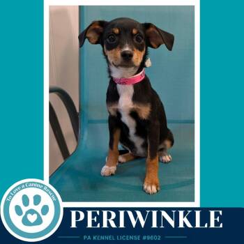 Chihuahua and Dachshund Dogs Available for Adoption in Kimberton, Pennsylvania - Periwinkle (Pixie Pack) 053026 | PetCurious