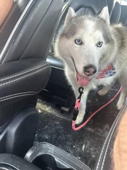 Hopper -  Husky Dog for Adoption in Lakeland, Florida - Hopper | PetCurious