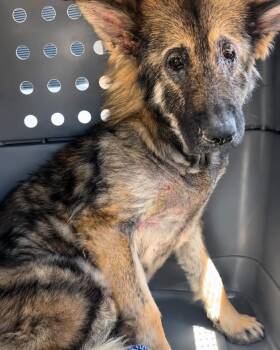 Calvin -  German Shepherd Dog Dog for Adoption - Calvin | PetCurious