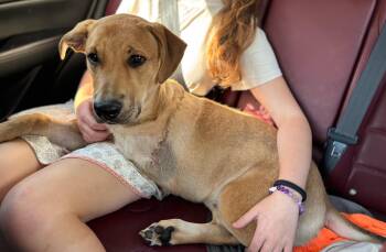 Rescue Labrador Retriever Dogs for Adoption in Statesboro, Georgia - Ed | PetCurious