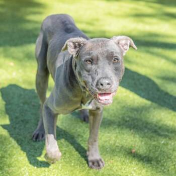 Terrier Dogs Available for Adoption in Hilton Head Island, South Carolina - Douglas | PetCurious