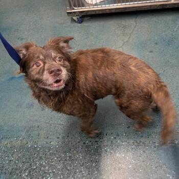 Pumpkin -  Mixed Breed Dog for Adoption in Chico, California - Pumpkin | PetCurious