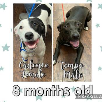 Rescue Labrador Retriever and Pit Bull Terrier Dogs for Adoption in Pottsboro, Texas - Cadence And Tempo | PetCurious