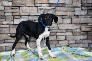 Pointer and Border Collie Dogs Available for Adoption in Yakima, Washington - Tom | PetCurious