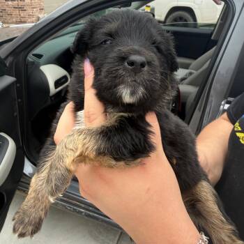 Ristretto -  Spaniel and Mixed Breed Dog for Adoption in Midland, Texas - Ristretto | PetCurious