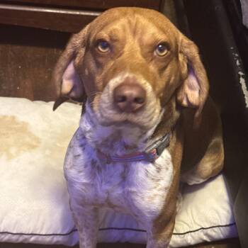 Ace Frehley -  Beagle and Mixed Breed Dog for Adoption in Philadelphia, Pennsylvania - Ace Frehley | PetCurious