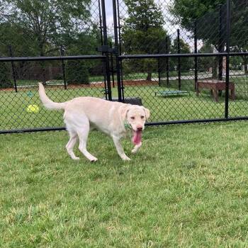 Paulie -  Yellow Labrador Retriever Dog for Adoption in Wheeling, Illinois - Paulie | PetCurious