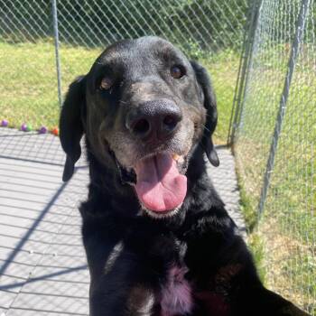 Black Labrador Retriever and Mixed Breed Dogs Available for Adoption in Jacksboro, Tennessee - Hemlock | PetCurious