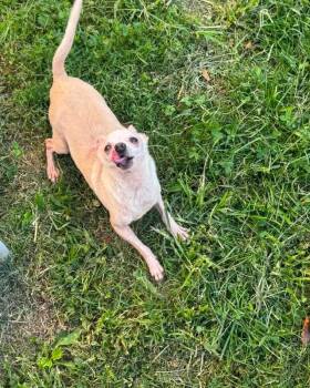 Albus -  Chihuahua Dog for Adoption in Richmond, Kentucky - Albus | PetCurious