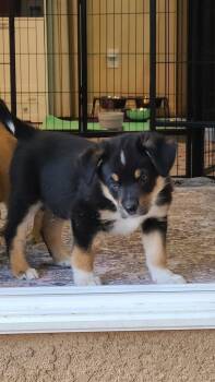 Australian Cattle Dog Blue Heeler Dogs Available for Adoption - Arlo | PetCurious