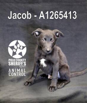German Shepherd Dog Dogs Available for Adoption in Winter Haven, Florida - JACOB | PetCurious