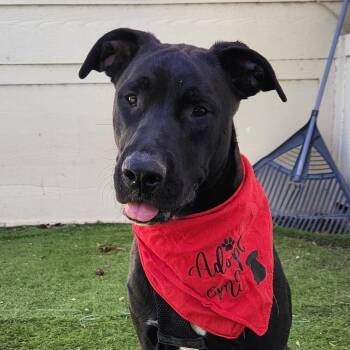Rescue Black Labrador Retriever and Boxer Dogs for Adoption in Austin, Texas - Benjamin LK | PetCurious