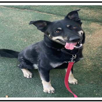 Sun Bear -  Shepherd Dog Available for Adoption in Apache Junction, Arizona - Sun Bear | PetCurious