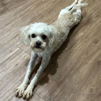 Poodle Dogs Available for Adoption in Houston, Texas - Tonya Marie | PetCurious