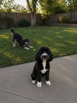 Portuguese Water Dog Dogs Available for Adoption in Conroe, Texas - Leo | PetCurious