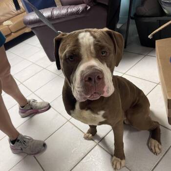 Ube -  Mixed Breed Dog for Adoption in Savannah, Georgia - Ube | PetCurious