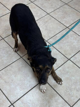 Rescue Cattle Dog Dogs for Adoption in Pottstown, Pennsylvania - Mable | PetCurious