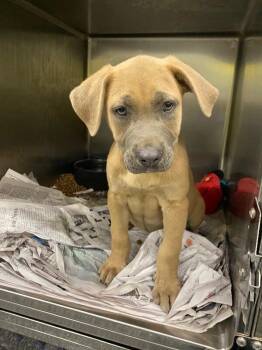 Mixed Breed Dogs Available for Adoption in Jackson, Tennessee - Pancake | PetCurious