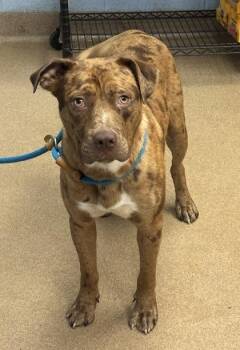 Discovery -  Mixed Breed Dog for Adoption in Chamblee, Georgia - Discovery | PetCurious