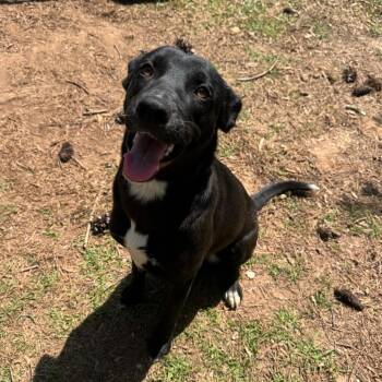 Labrador Retriever Dogs Available for Adoption - Ophelia | PetCurious