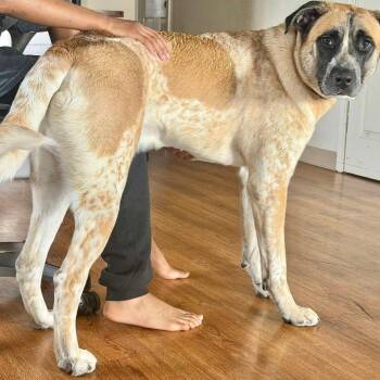 Saint Bernard Dogs Available for Adoption in Anchorage, Alaska - Bear | PetCurious