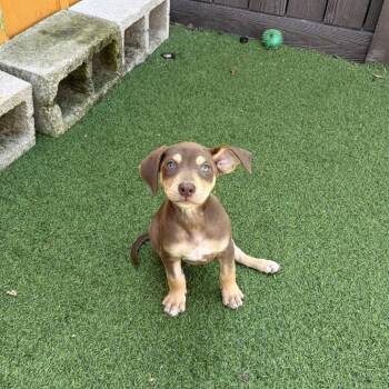 Siracha 5876 -  Mixed Breed Dog for Adoption in Loxahatchee Groves, Florida - Siracha 5876 | PetCurious