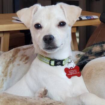 Carrot -  Chihuahua and Mixed Breed Dog for Adoption in Green Bay, Wisconsin - Carrot | PetCurious