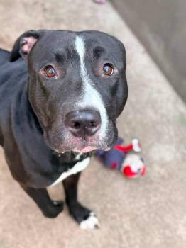 Davide -  Pit Bull Terrier Dog for Adoption in Chicago, Illinois - Davide | PetCurious
