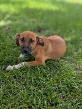 Bean -  Labrador Retriever and Hound Dog for Adoption in Aiken, South Carolina - Bean | PetCurious
